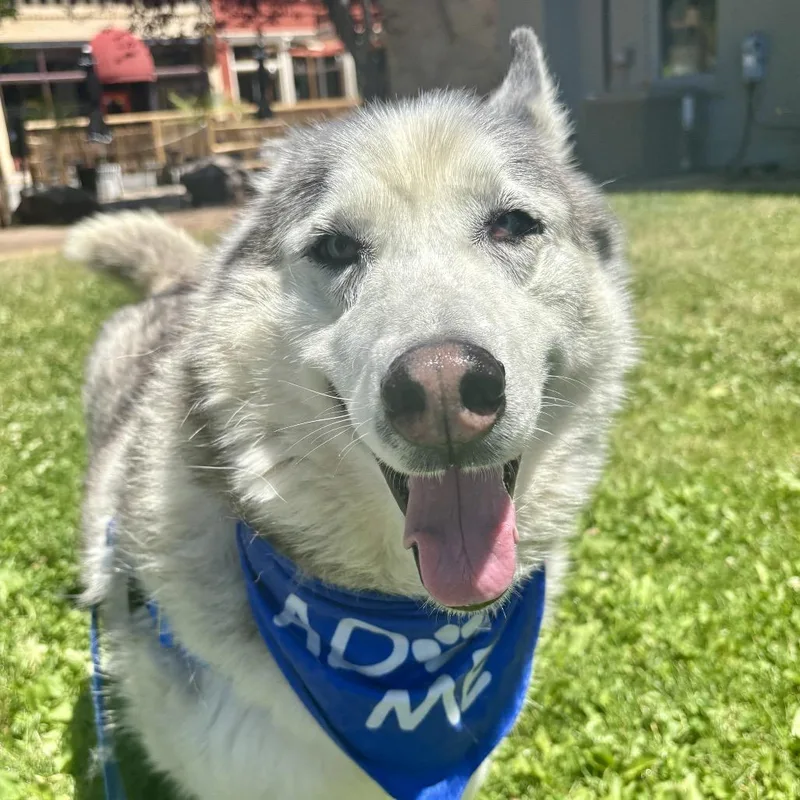 A senior large-sized male Husky dog named Blue for adoption in Glenwood Springs, CO