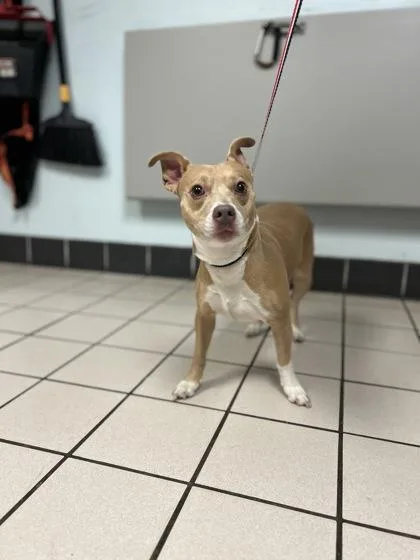 An adult small-sized female Chihuahua dog named Lily for adoption in Largo, FL