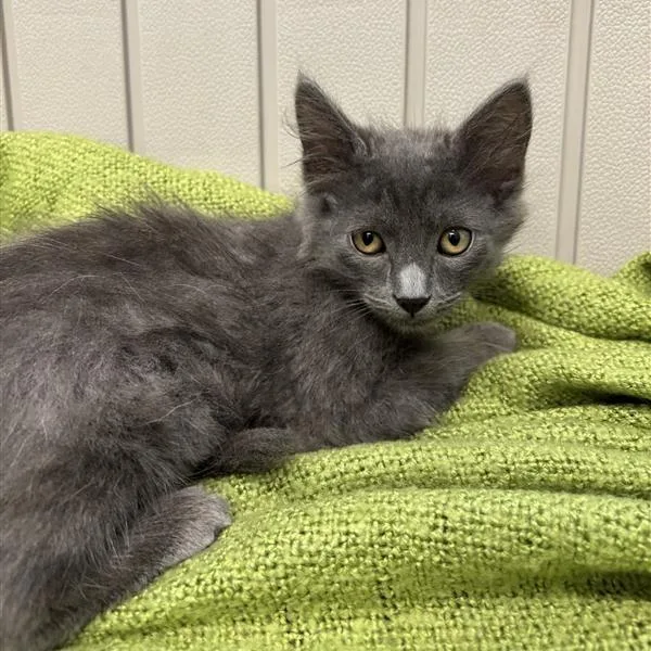 A baby small-sized male Gray / Blue / Silver Domestic Short Hair cat named Soot for adoption in Hawthorne, CA