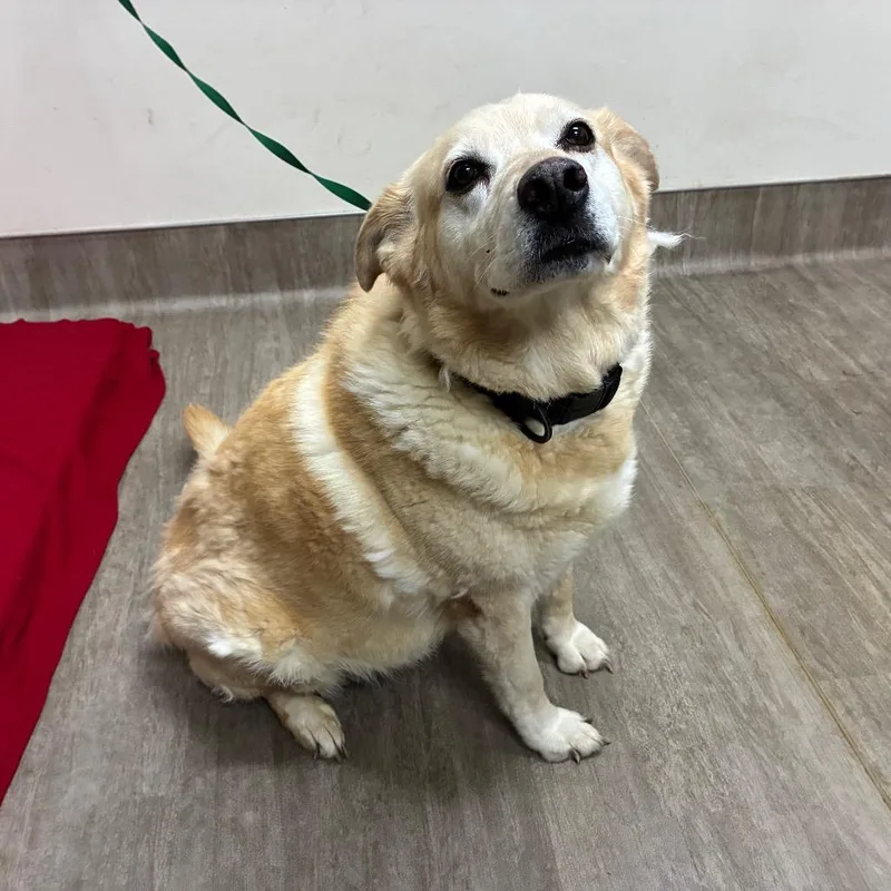 An adult large-sized female Brown / Chocolate Labrador Retriever dog named Chloe for adoption in Pasadena, CA
