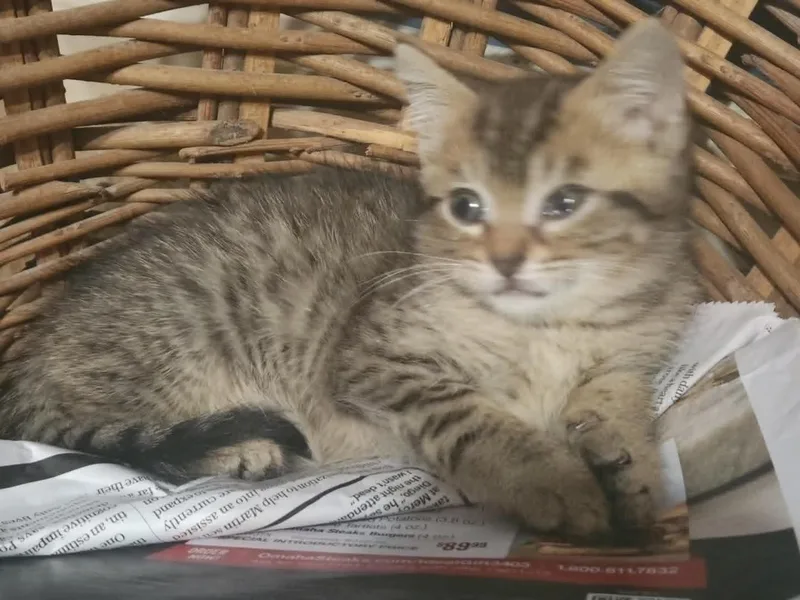 A baby small-sized female Tabby (Brown / Chocolate) Domestic Short Hair cat named Jocasta for adoption in LITTLE MOUNTAIN, SC