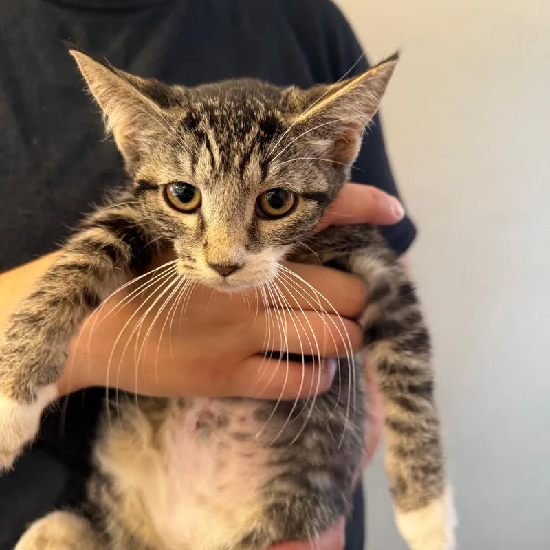 A baby small-sized female Brown / Chocolate Domestic Short Hair cat named Cruella for adoption in Pasadena , MD