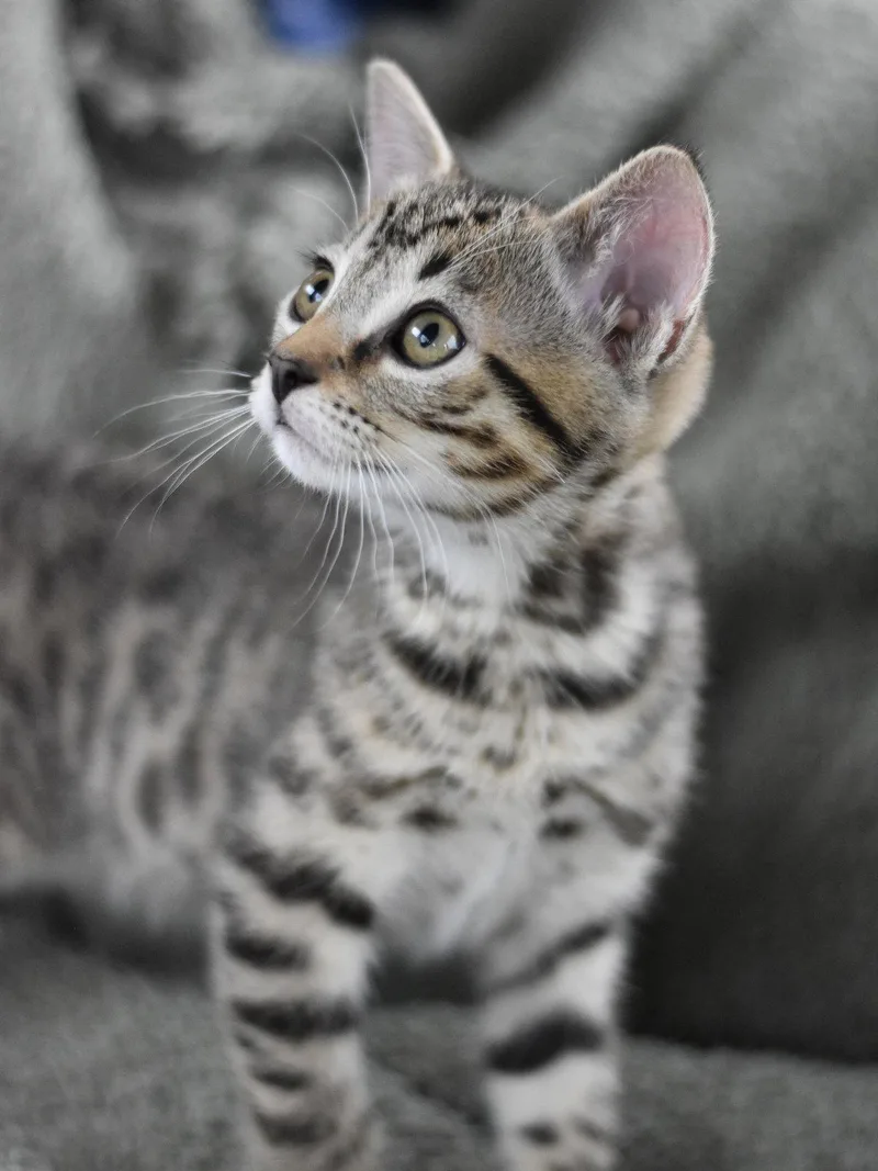 A baby medium-sized male Domestic Medium Hair cat named Atlas for adoption in Montgomery, TX