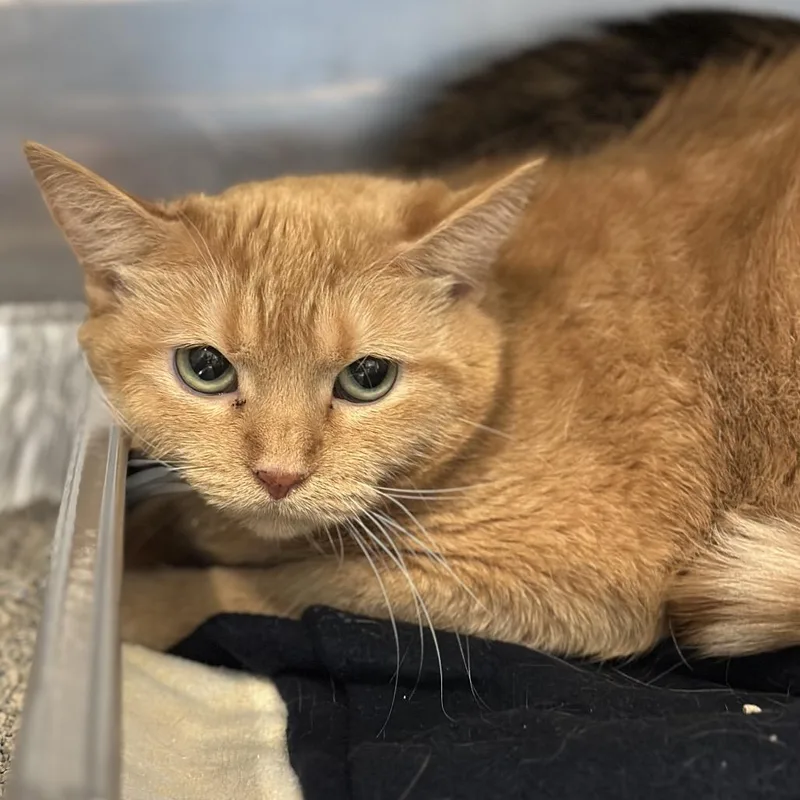 An adult large-sized female Domestic Short Hair cat named Annie for adoption in Matteson, IL