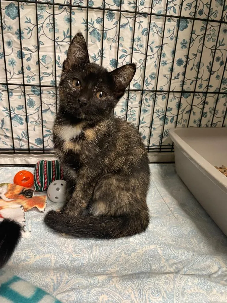 A baby medium-sized female Domestic Short Hair cat named Nia for adoption in Mineral, VA