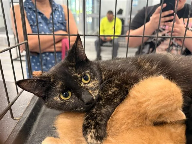 A young small-sized female Domestic Short Hair cat named A for adoption in Charlotte, NC