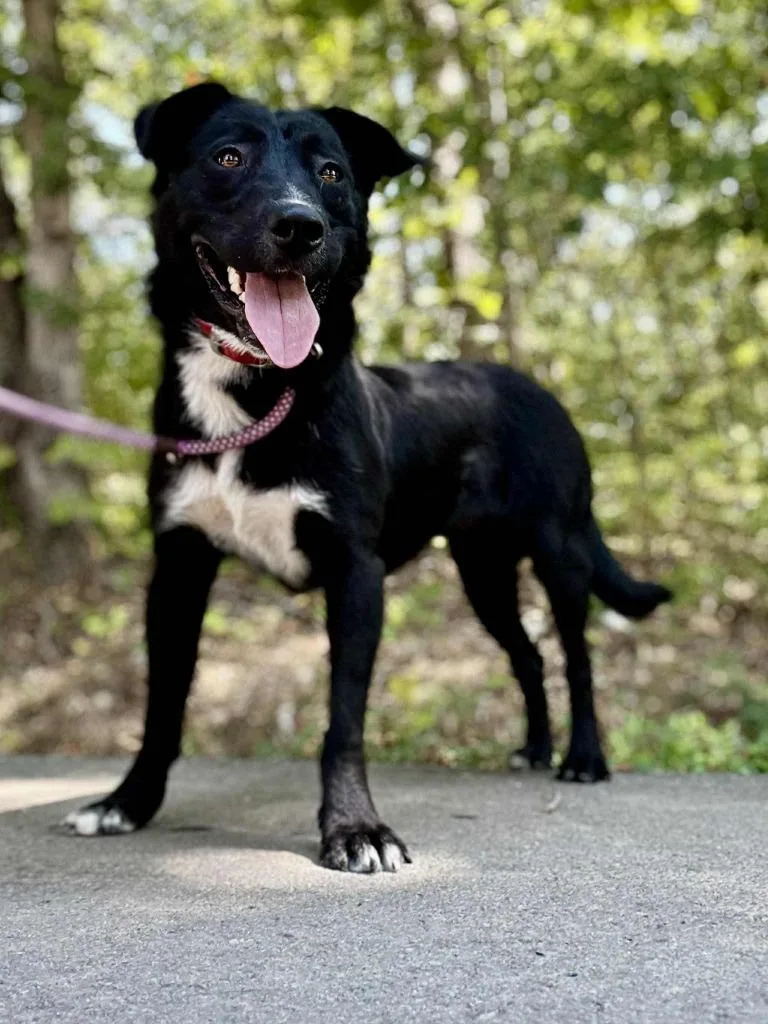A young large-sized male Australian Cattle Dog / Blue Heeler dog named Frank for adoption in Waverly, TN
