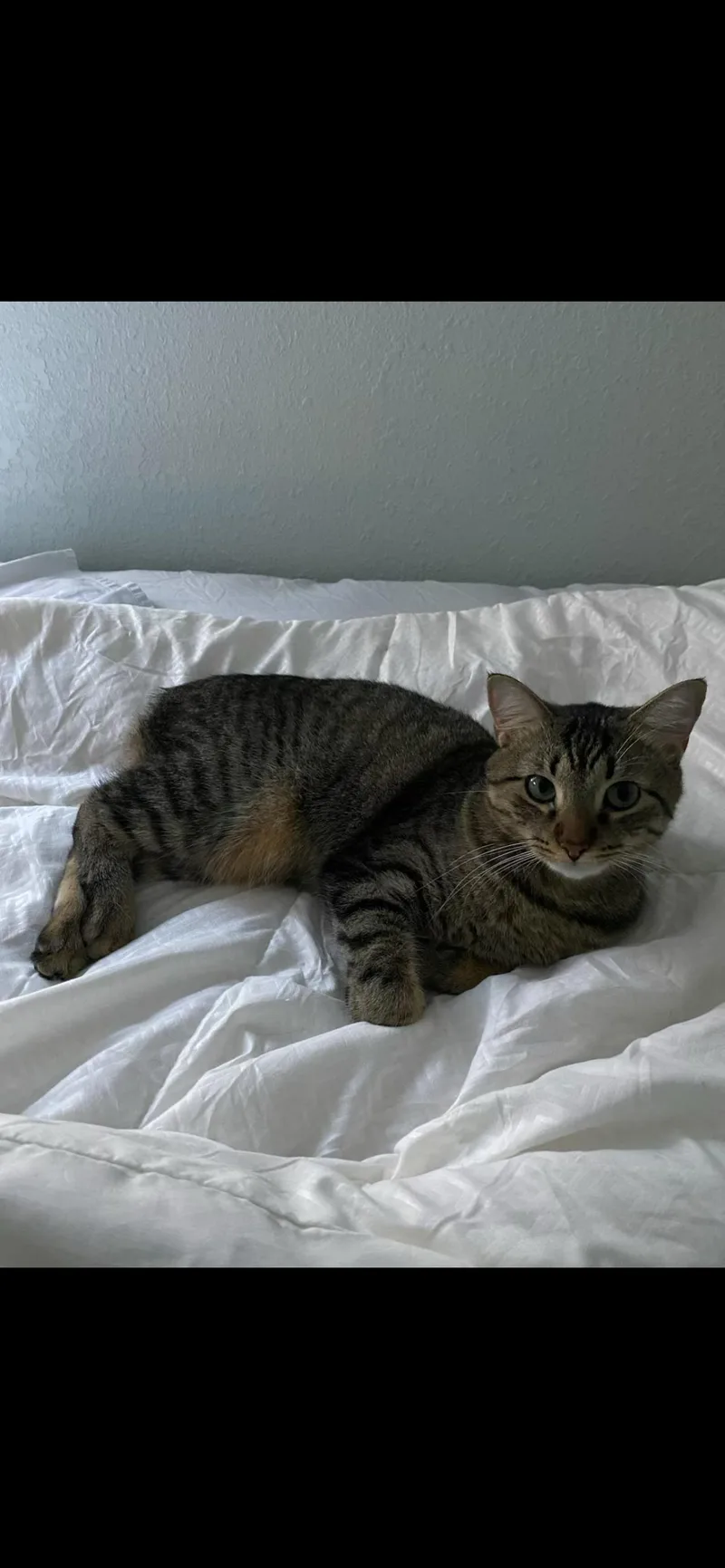 Tortina & Bella thumbnail 2