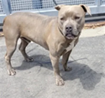 A young large-sized male Pit Bull Terrier dog named Tank for adoption in Los Angeles, CA