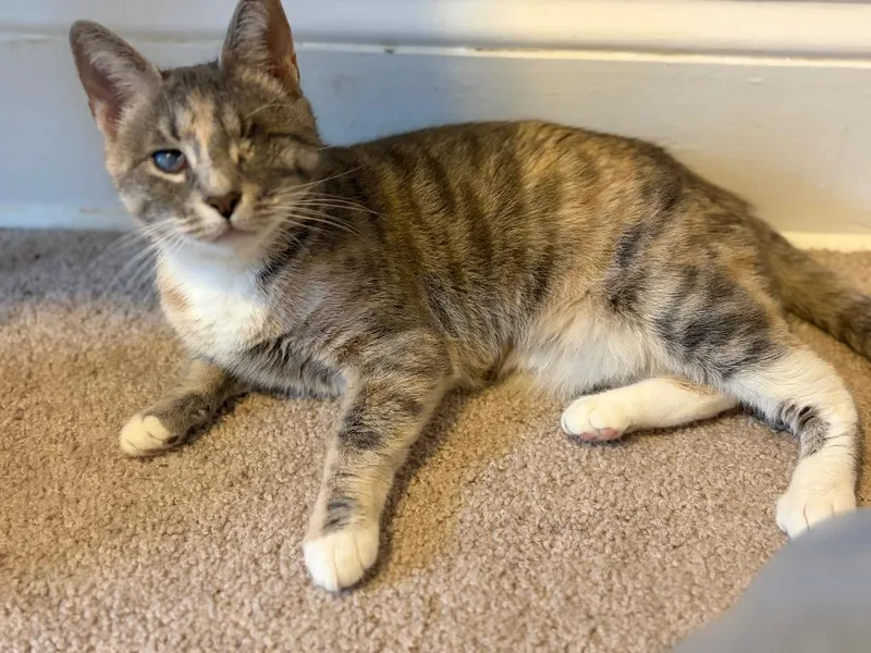 A young small-sized female Domestic Short Hair cat named Marble for adoption in Walnutport, PA