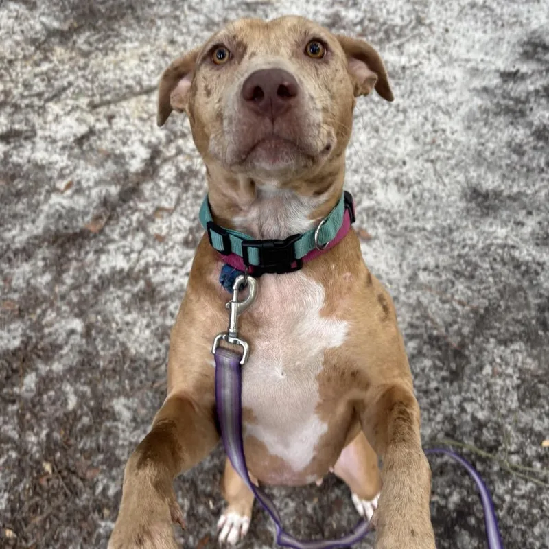 An adult medium-sized female Yellow / Tan / Blond / Fawn Mixed Breed dog named Skye for adoption in Summerville, SC