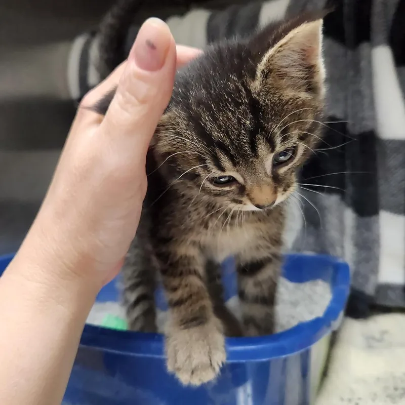 A baby small-sized female Brown / Chocolate Domestic Short Hair cat named Tuna Breath for adoption in Grand Rapids, MI