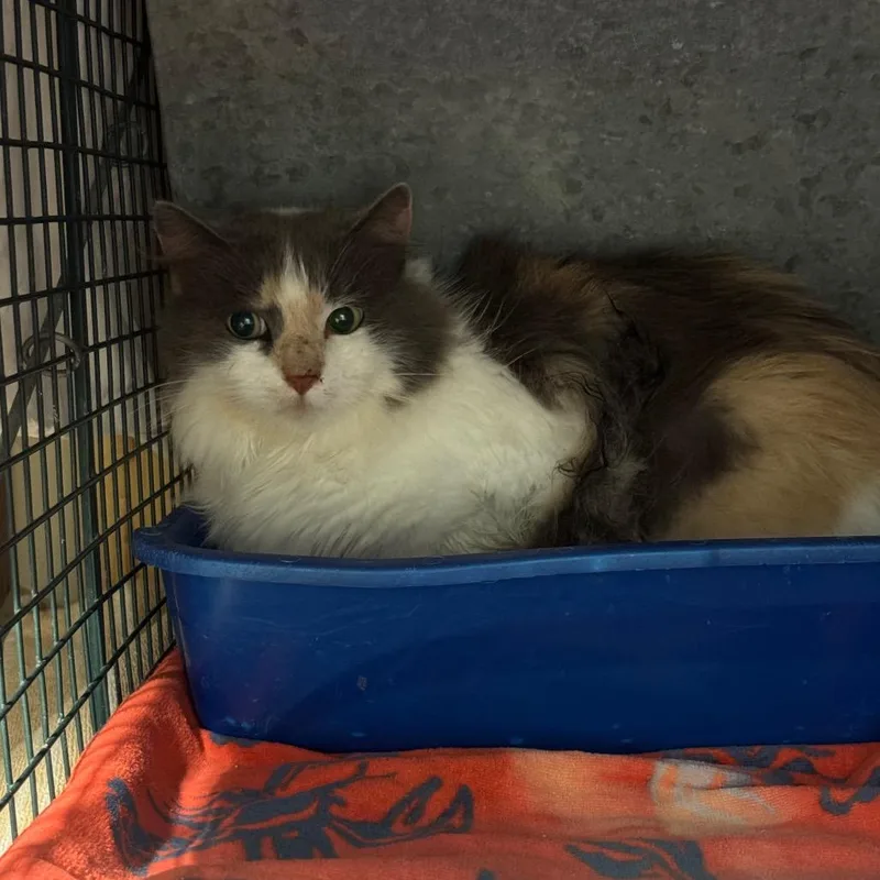 An adult medium-sized female Calico Domestic Long Hair cat named Adams Lane for adoption in York, PA
