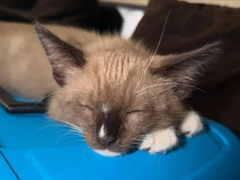 A baby small-sized male Siamese cat named Latte for adoption in La Puente, CA