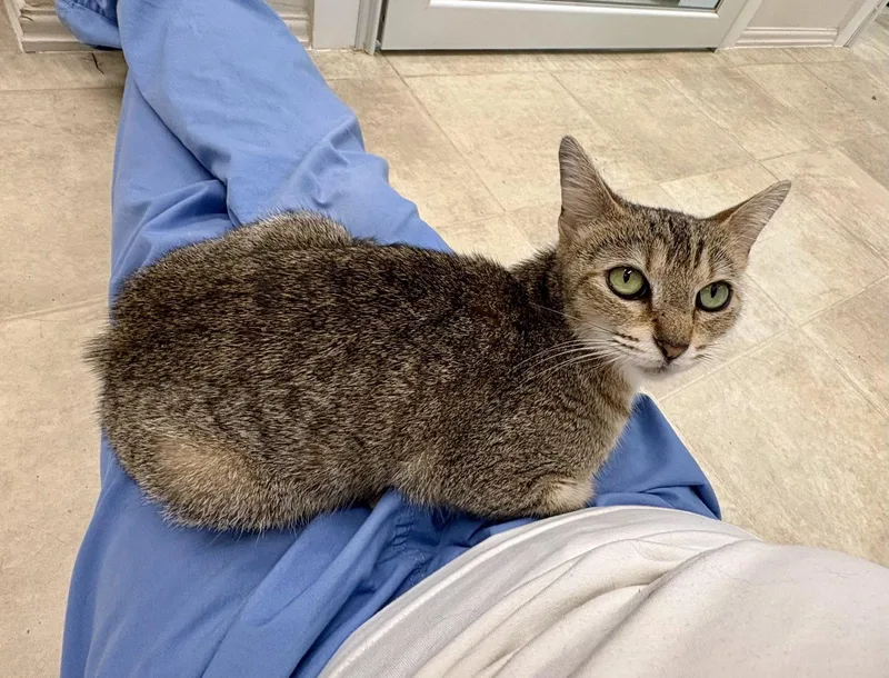 A young medium-sized female Domestic Short Hair cat named Sugar for adoption in Mc Cormick, SC