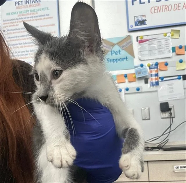 A baby medium-sized female Domestic Short Hair cat named Nina for adoption in Dallas, TX