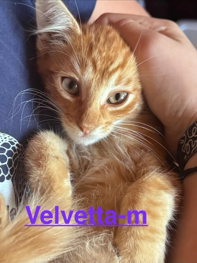 A baby small-sized female Tabby cat named Velvetta for adoption in Brookhaven, MS