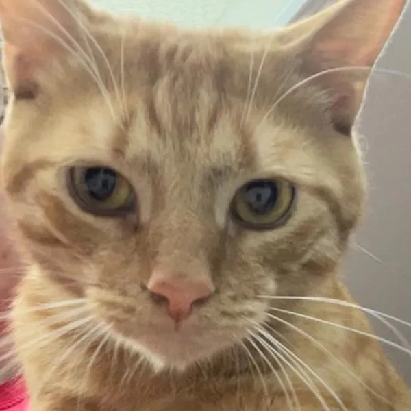 An adult medium-sized male Domestic Short Hair cat named Soup for adoption in Des Moines, IA