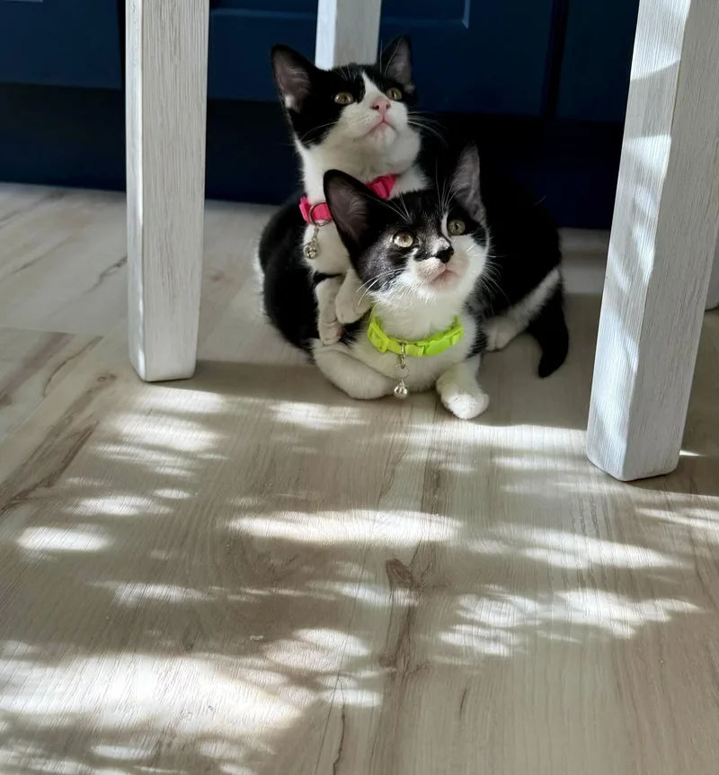A young small-sized male Black & White / Tuxedo American Shorthair cat named Ace for adoption in South Richmond, NY