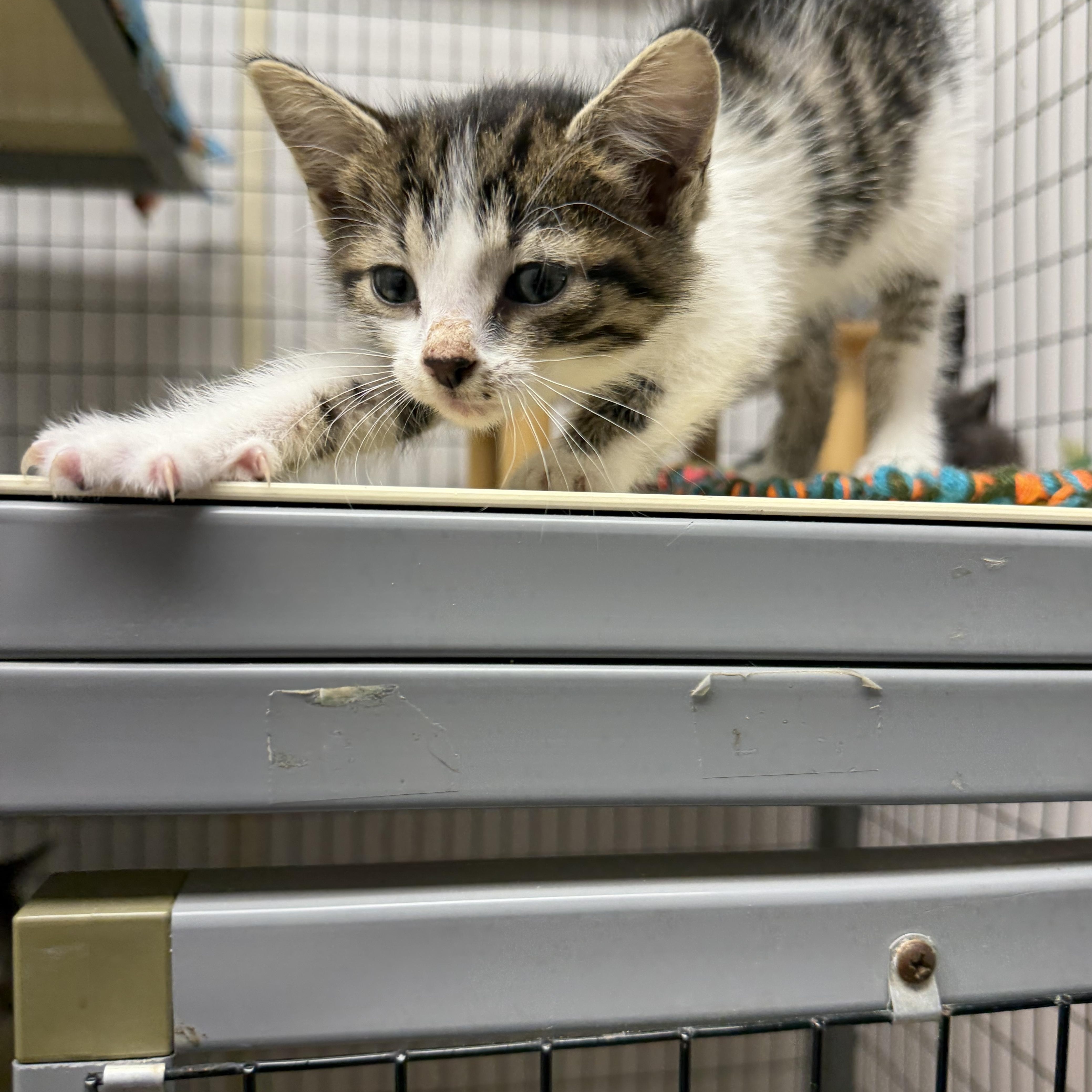 A baby medium-sized female Gray & White Domestic Short Hair cat named Regina for adoption in Senatobia, MS