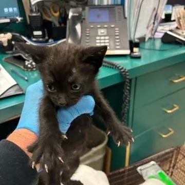 A baby small-sized female Domestic Short Hair cat named Zira for adoption in West Palm Beach, FL