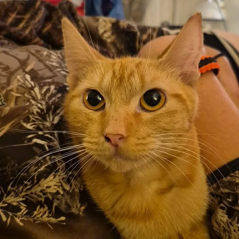 A young small-sized female Orange / Red Domestic Short Hair cat named Lotus for adoption in Ferndale, WA