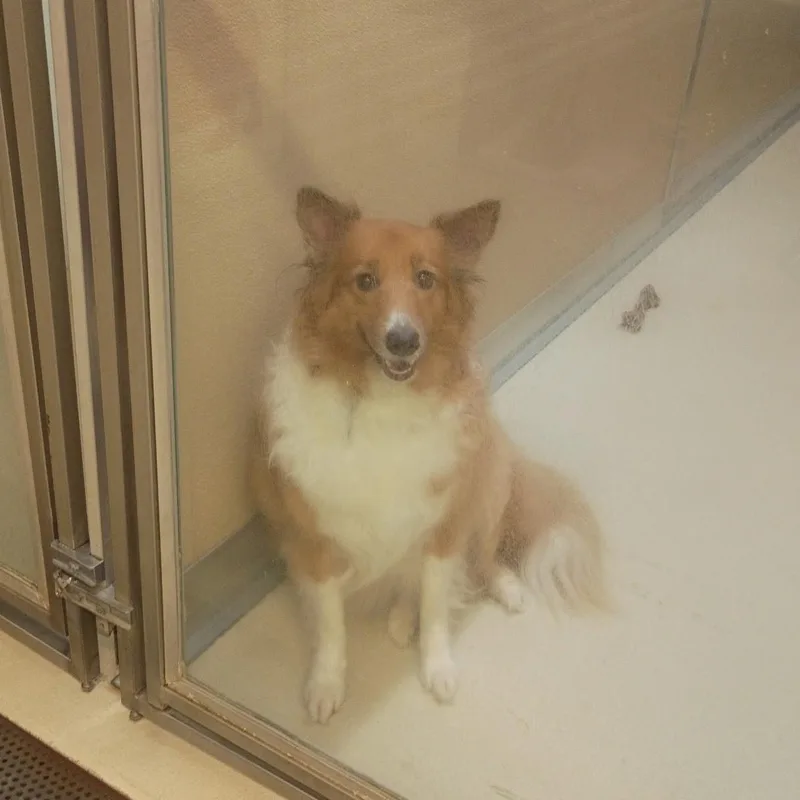 Sadie thumbnail 2