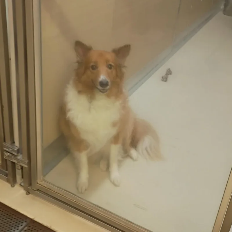 Sadie thumbnail 4