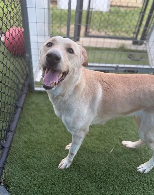 An adult large-sized female Mixed Breed dog named Snowball for adoption in Dallas, TX