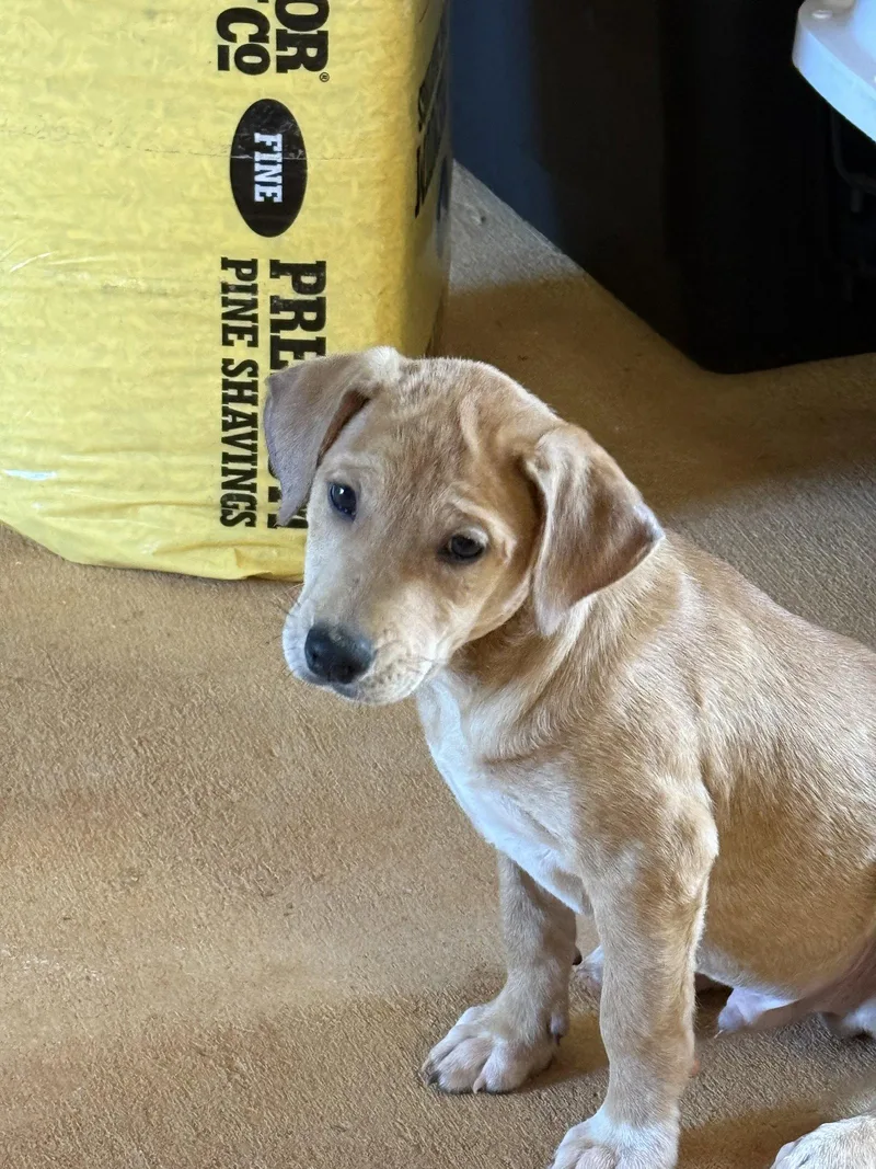 A baby medium-sized male Labrador Retriever dog named Draco for adoption in Royal Palm Beach, FL