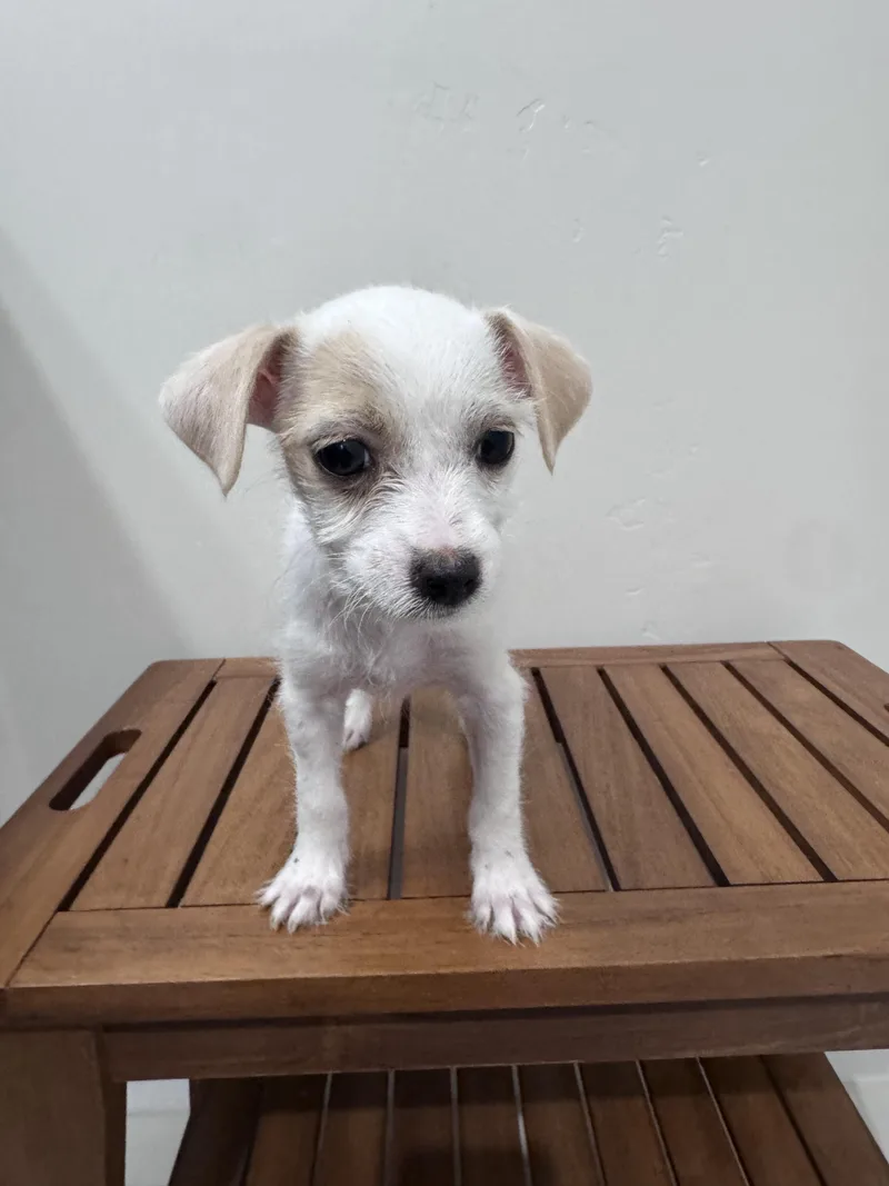 A baby small-sized female Apricot / Beige Miniature Schnauzer dog named Celandine for adoption in San Diego, CA