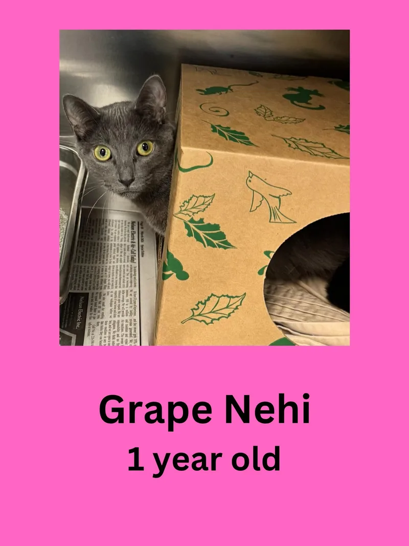 An adult medium-sized female Gray / Blue / Silver Domestic Short Hair cat named Grape Nehi for adoption in Ravenna, OH