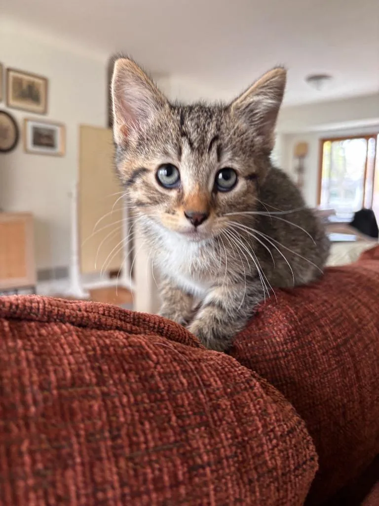 A baby medium-sized male Domestic Short Hair cat named Gyre for adoption in Minneapolis, MN