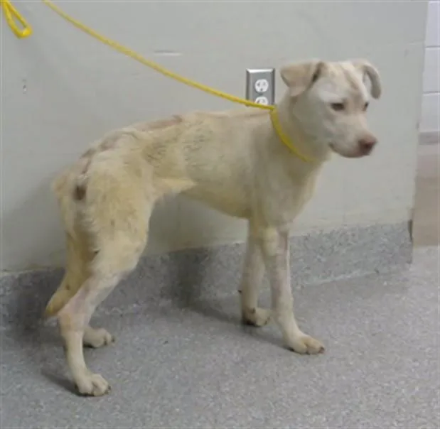 A young medium-sized male Labrador Retriever dog named A for adoption in Pasadena, TX