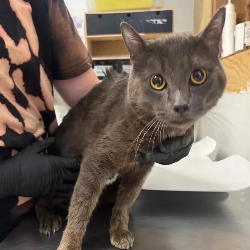 A young large-sized male Gray / Blue / Silver Domestic Short Hair cat named Baja for adoption in Point Richmond, CA