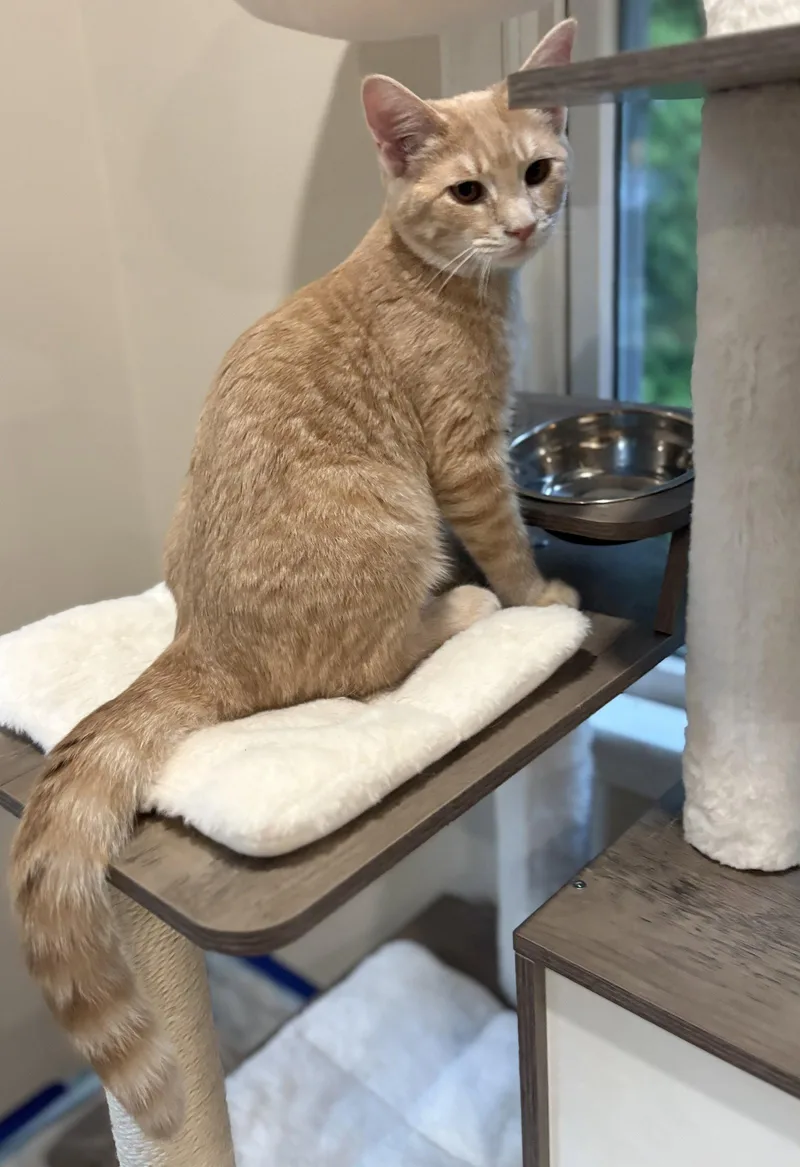 A young medium-sized male Domestic Short Hair cat named Jameson for adoption in Reston, VA