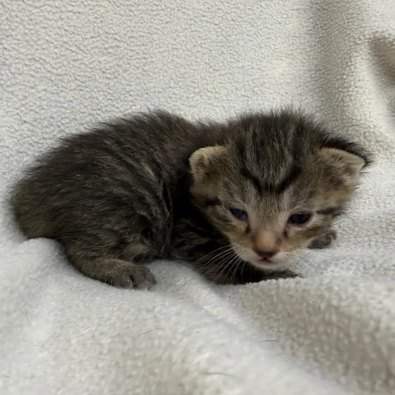 A baby small-sized male Black Domestic Short Hair cat named Chico for adoption in Pine Mountain, GA