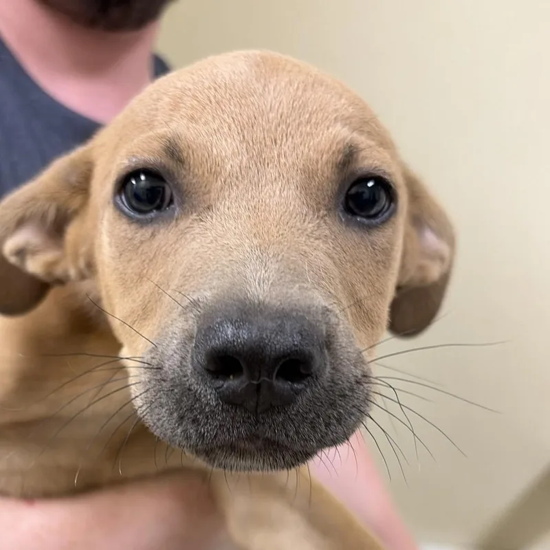 A baby small-sized male Yellow / Tan / Blond / Fawn Labrador Retriever dog named Lorenzo for adoption in Palestine, TX