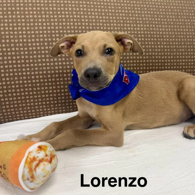 Lorenzo thumbnail 2