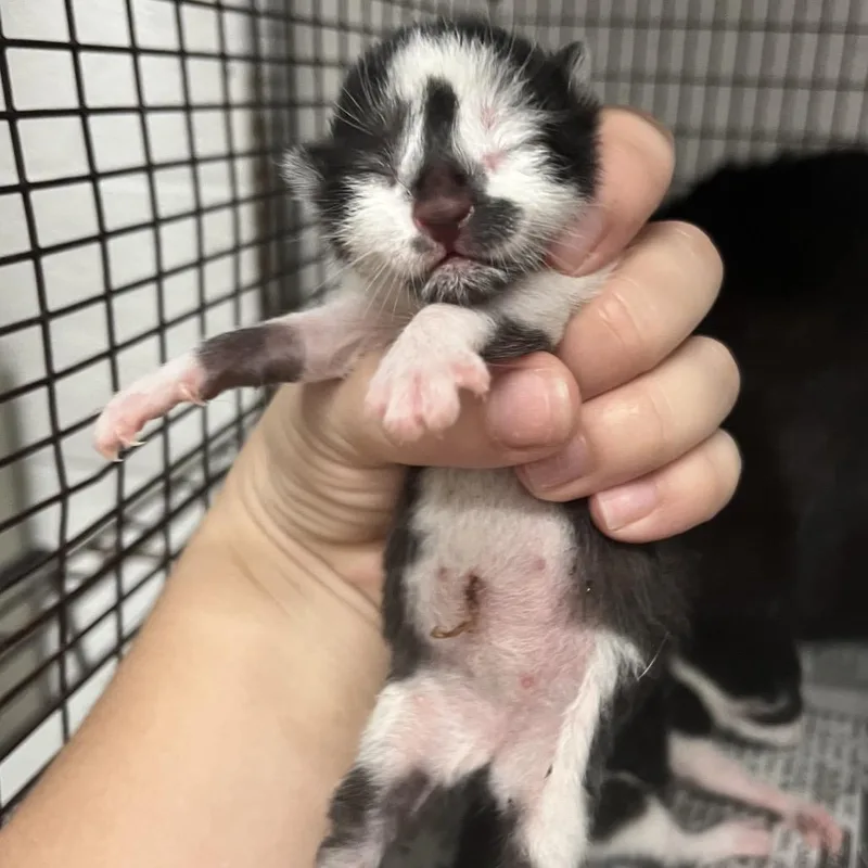 A baby small-sized male Black Domestic Short Hair cat named Jairo for adoption in Edinburg, TX