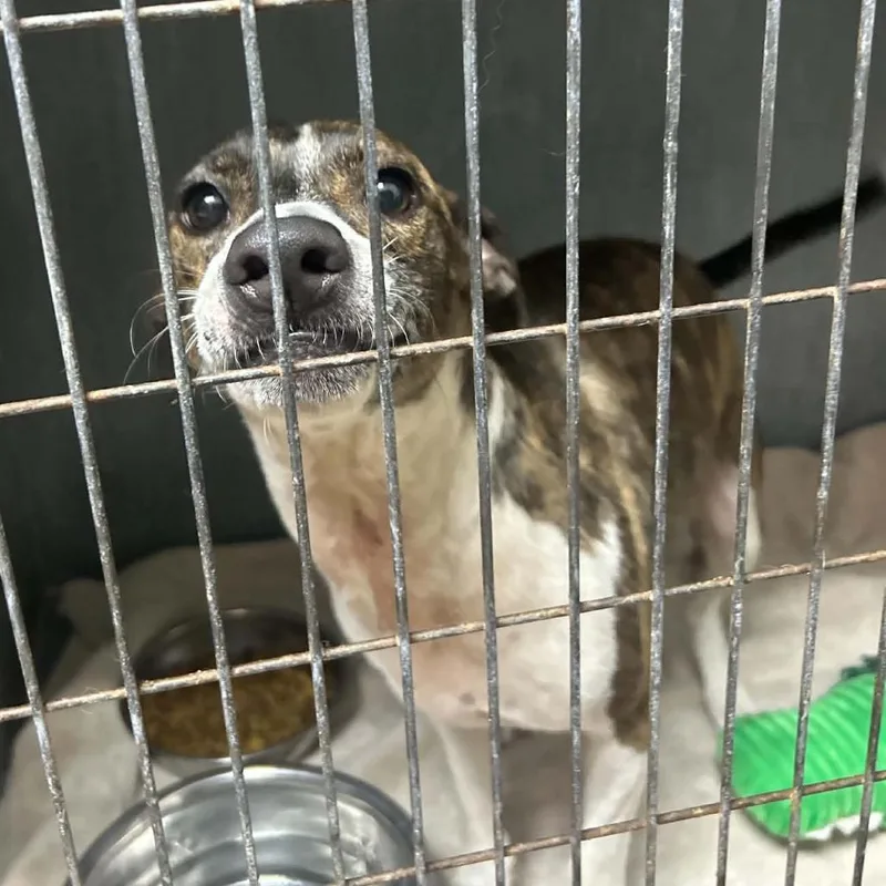 An adult small-sized male Brindle Italian Greyhound dog named Mo for adoption in Tyler, TX