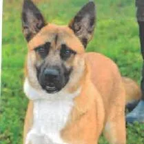 A young large-sized male Mixed Breed dog named Oso for adoption in West Palm Beach, FL