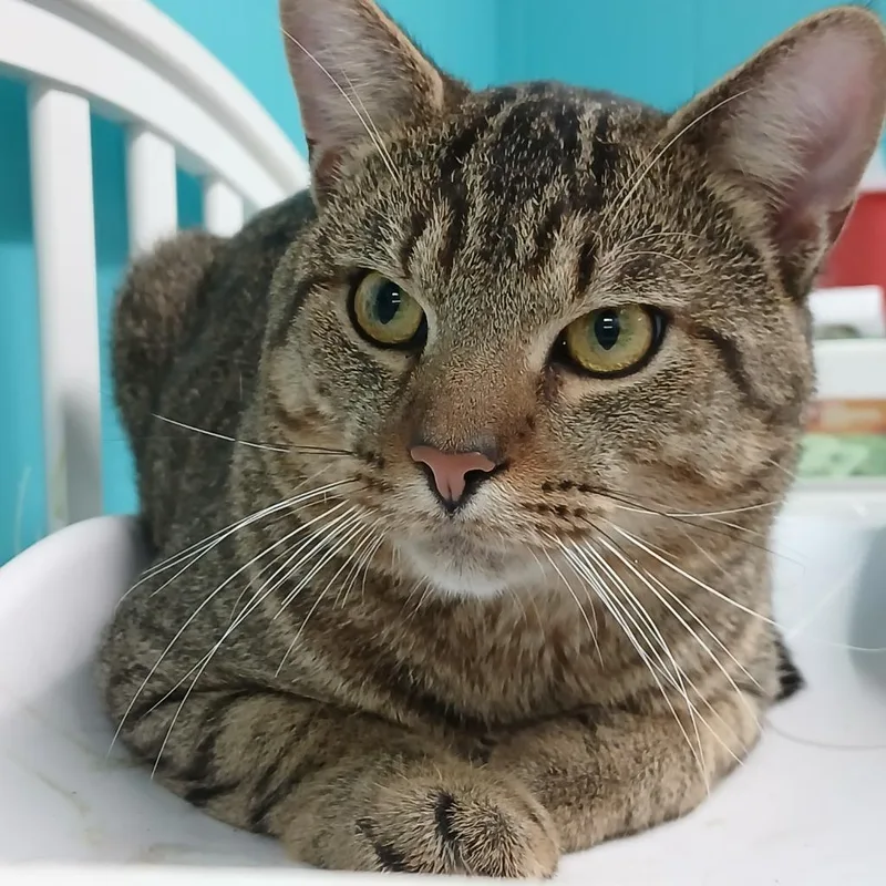 A young large-sized male Domestic Short Hair cat named Randolf for adoption in Utica, MI