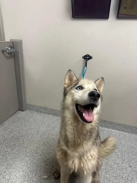 A young large-sized male Siberian Husky dog named Blake for adoption in Pasadena, TX