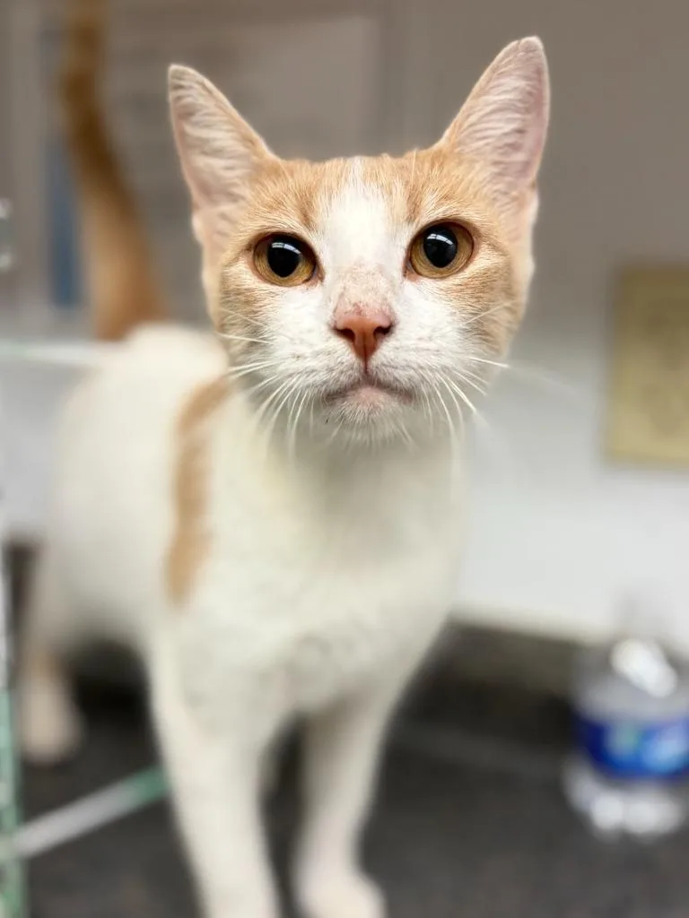 A young medium-sized female Domestic Short Hair cat named Priscilla for adoption in Lockhart, TX