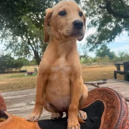 A baby large-sized female Golden Labrador Retriever dog named Nellie for adoption in LEMONT, IL