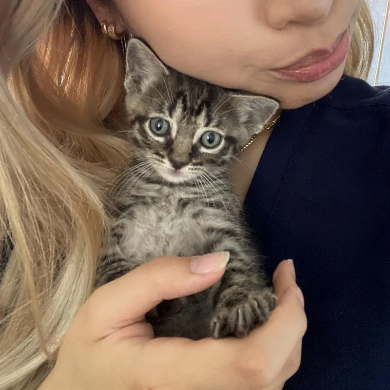 A baby small-sized male Gray / Blue / Silver Domestic Short Hair cat named Nero for adoption in Austin, TX