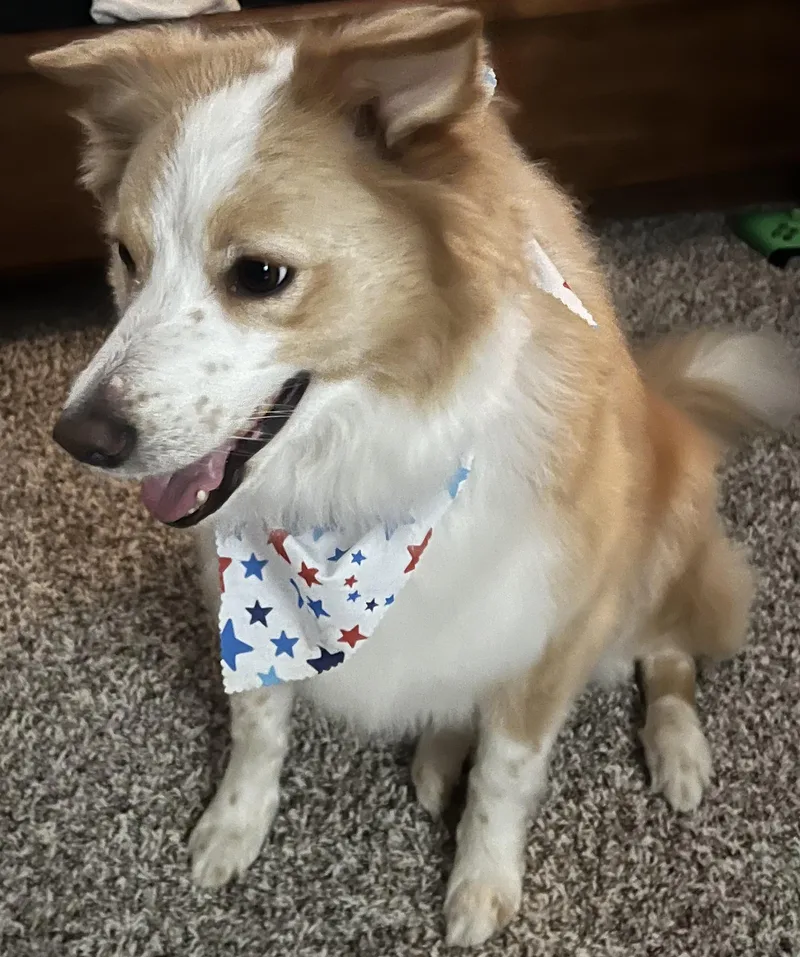 An adult medium-sized female Border Collie dog named Indie for adoption in Saint Augustine, FL