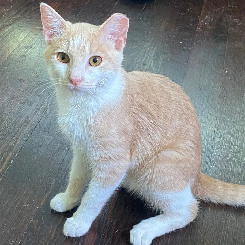 A young small-sized male Cream / Ivory Domestic Short Hair cat named Creamsicle for adoption in Waco, TX