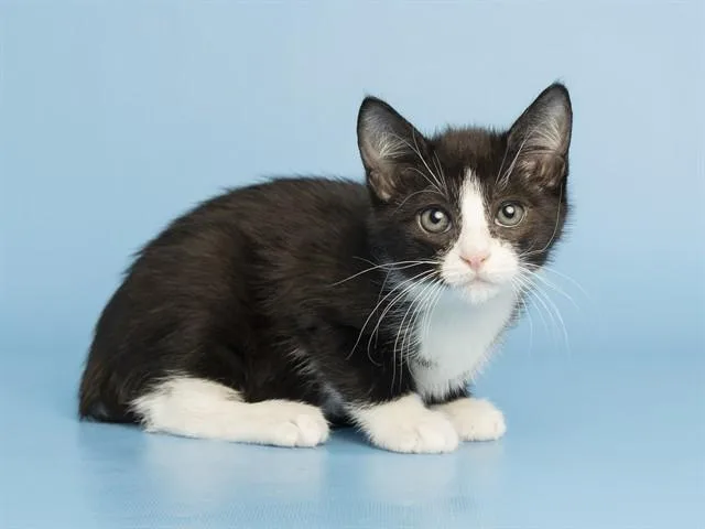 A baby small-sized male Domestic Short Hair cat named Fish for adoption in Phoenix, AZ